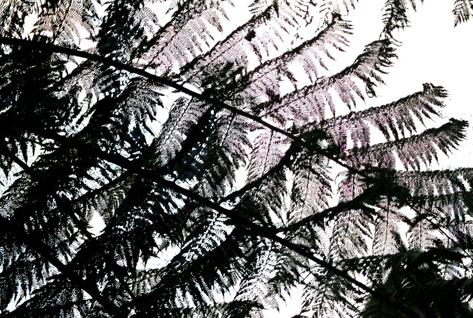 fern patterns photo