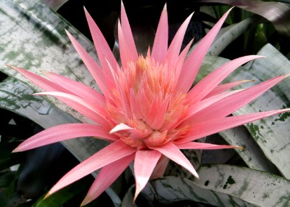 pink ginger