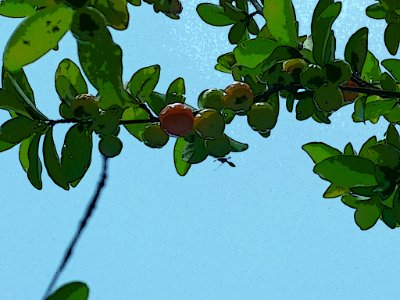 Malpighia glabra L. semeruco3