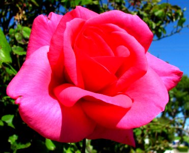 pink rose 2
