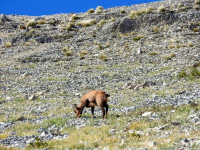Chamois  Col des Tempetes