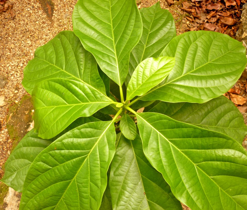 Persea americana Aguacate 5