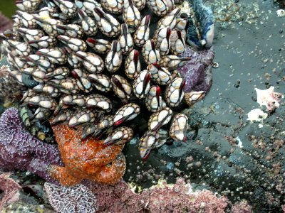 Gooseneck Barnacles and Seastars, Cape Perpetua, Siuslaw National Forest