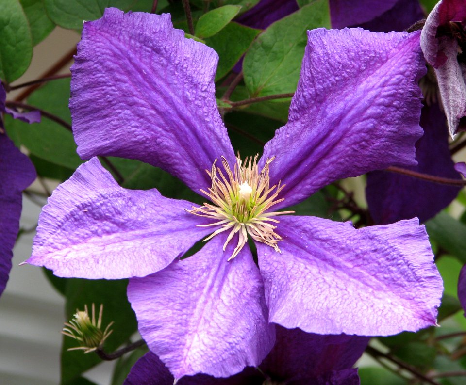 pale purple clematis