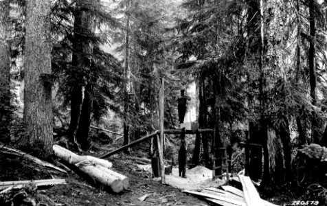 220579 Portable Saw Mill, Olympic NF, Washington 1927 photo