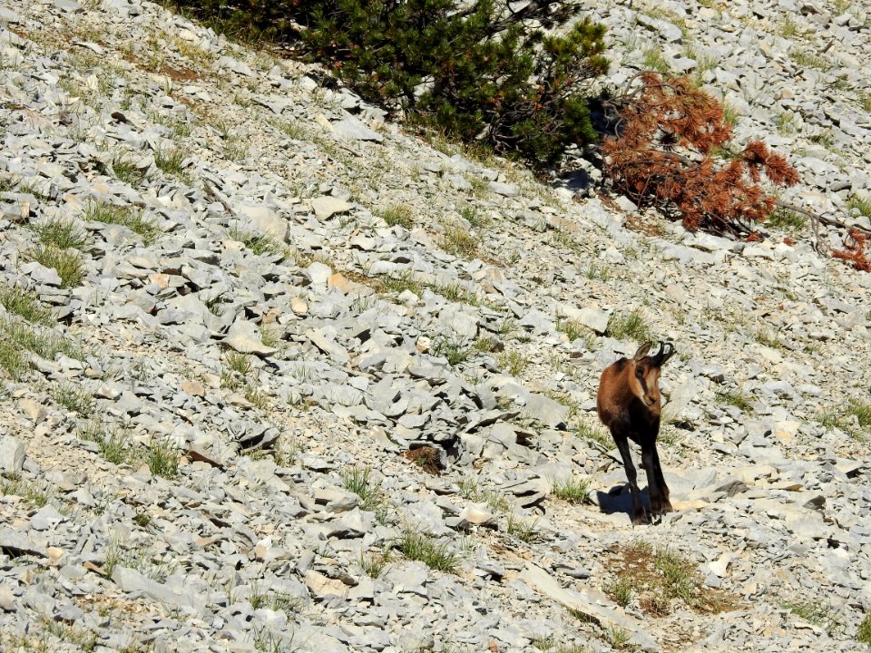 Chamois  Sentier  du Vertige  chamois