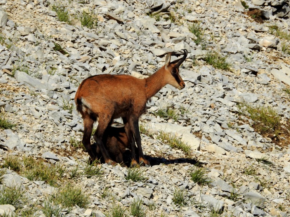 Chamois