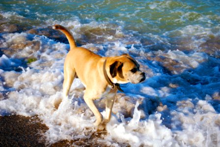 Bulldog Walking Along the Seashore photo