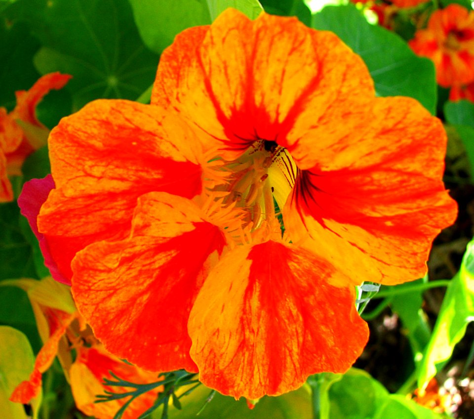 orange and yellow nasturtium 1