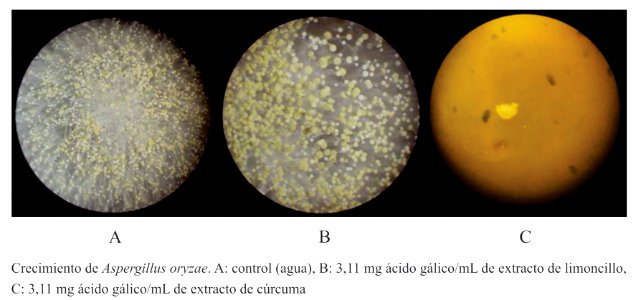 Crecimiento de Aspergillus oryzae