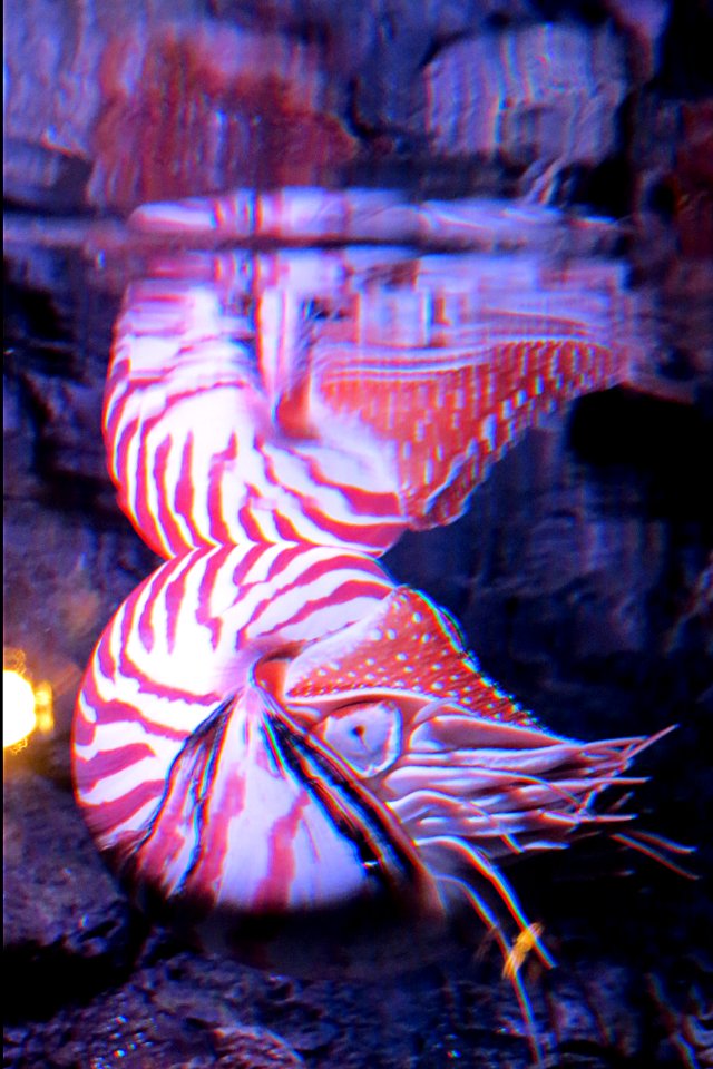 nautilus reflections photo