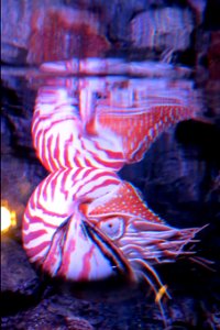 nautilus reflections photo