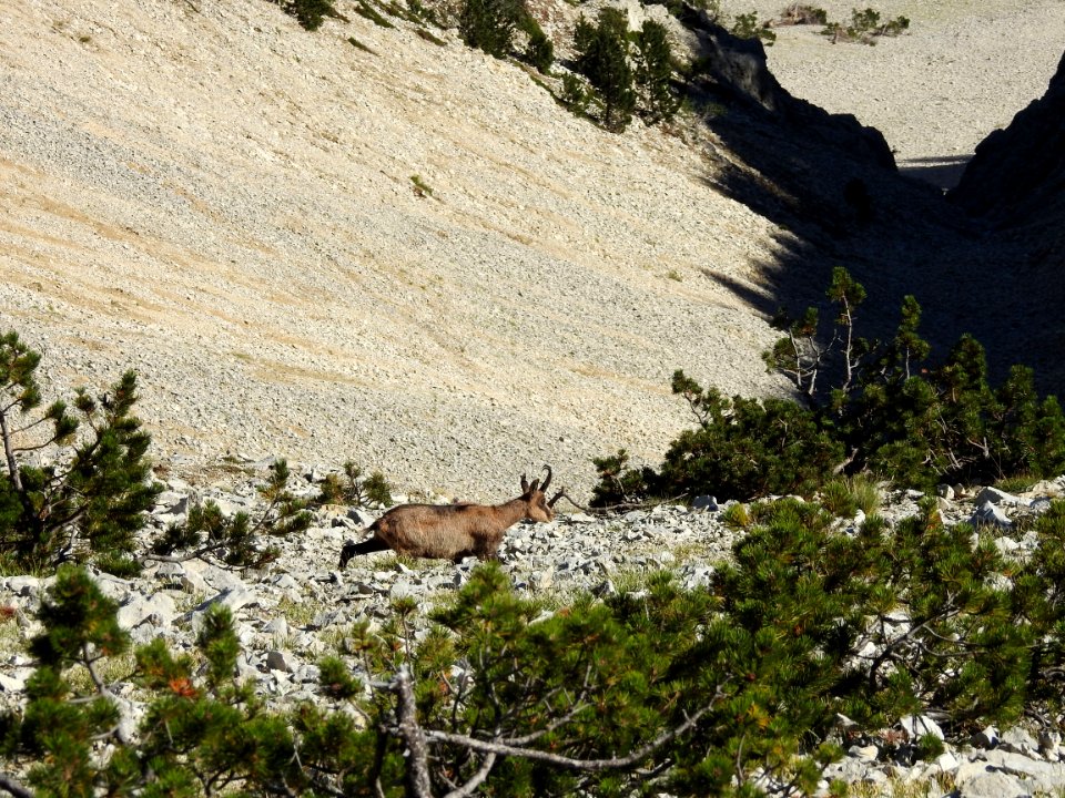 Chamois  Sentier Secret