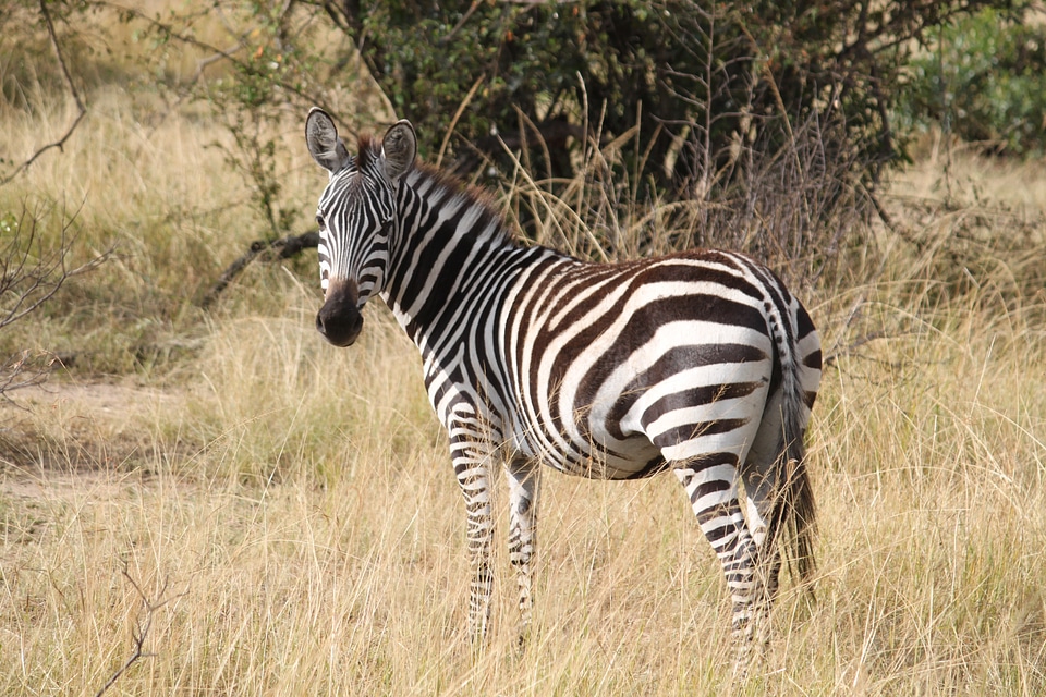 Safari serengeti animal