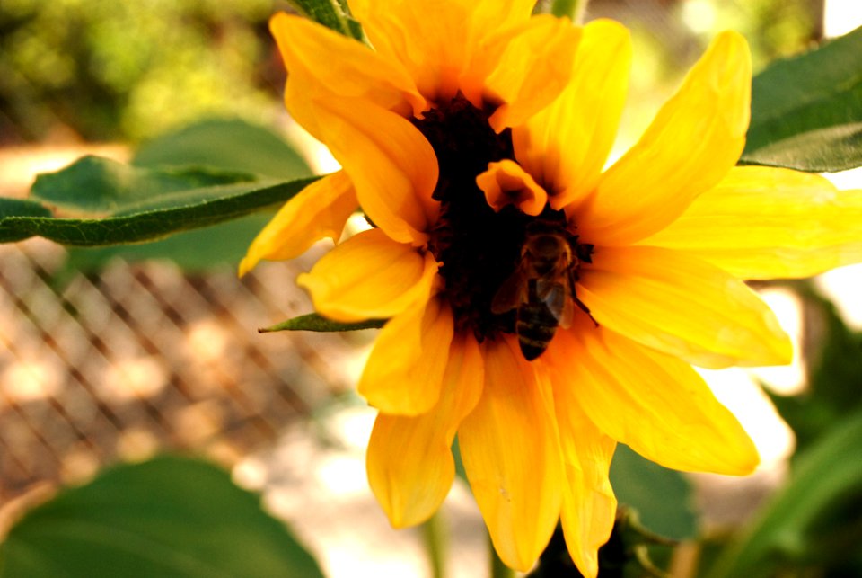 Sunflower and Bee