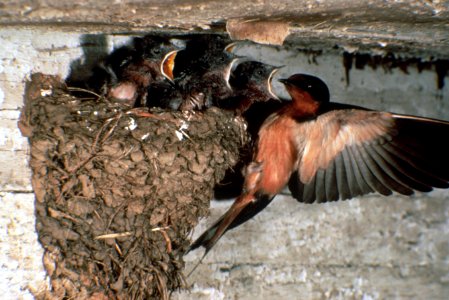 Barn swallow feeding young.jpg photo