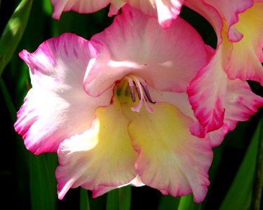 pink-and-white gladiola with yellow