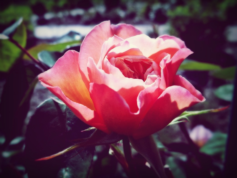 Nature flower summer