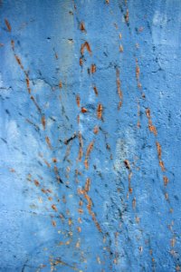 vine tracks on blue concrete wall photo