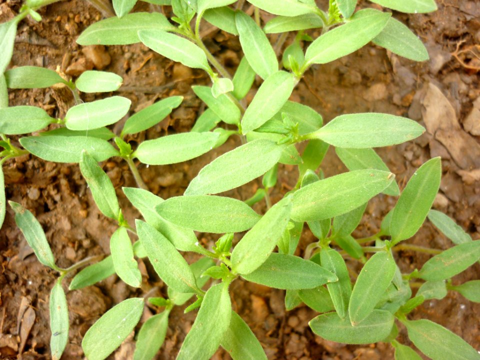Tomate 6