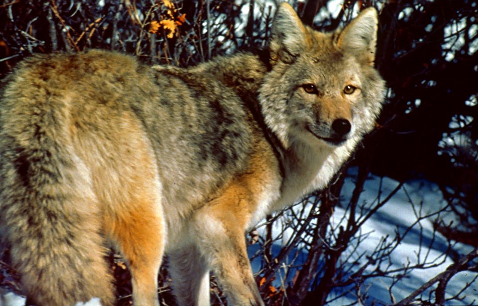 Coyote in Winter, Olympic National Forest