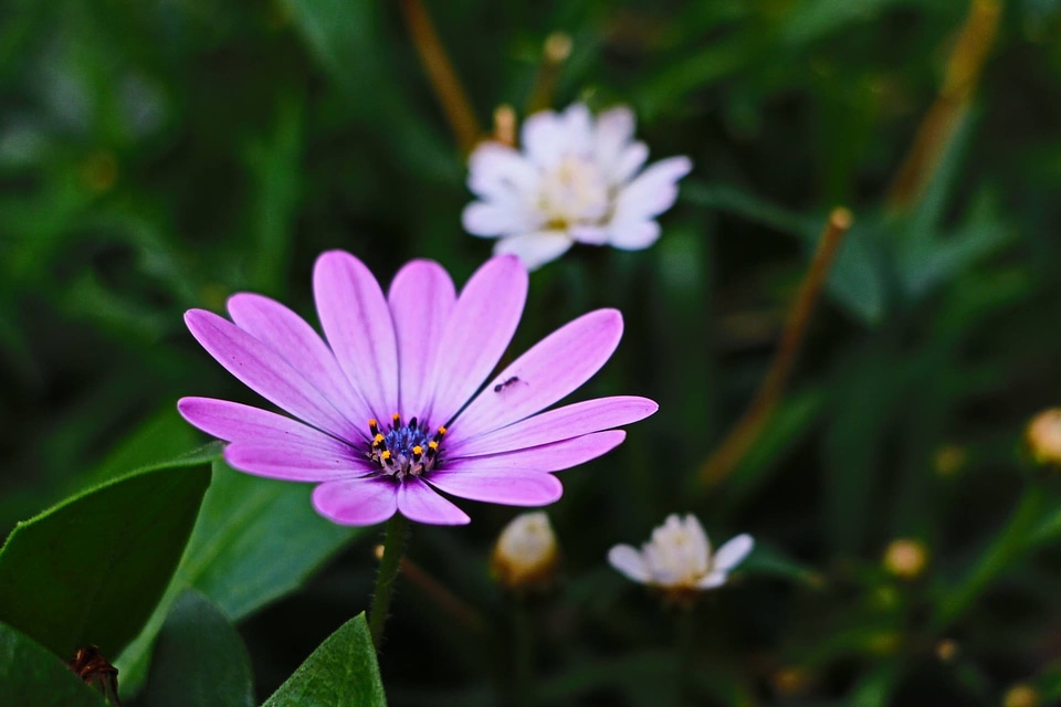 Daily margaret purple