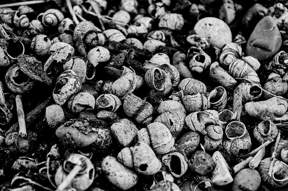 Gastropoda Cemetery