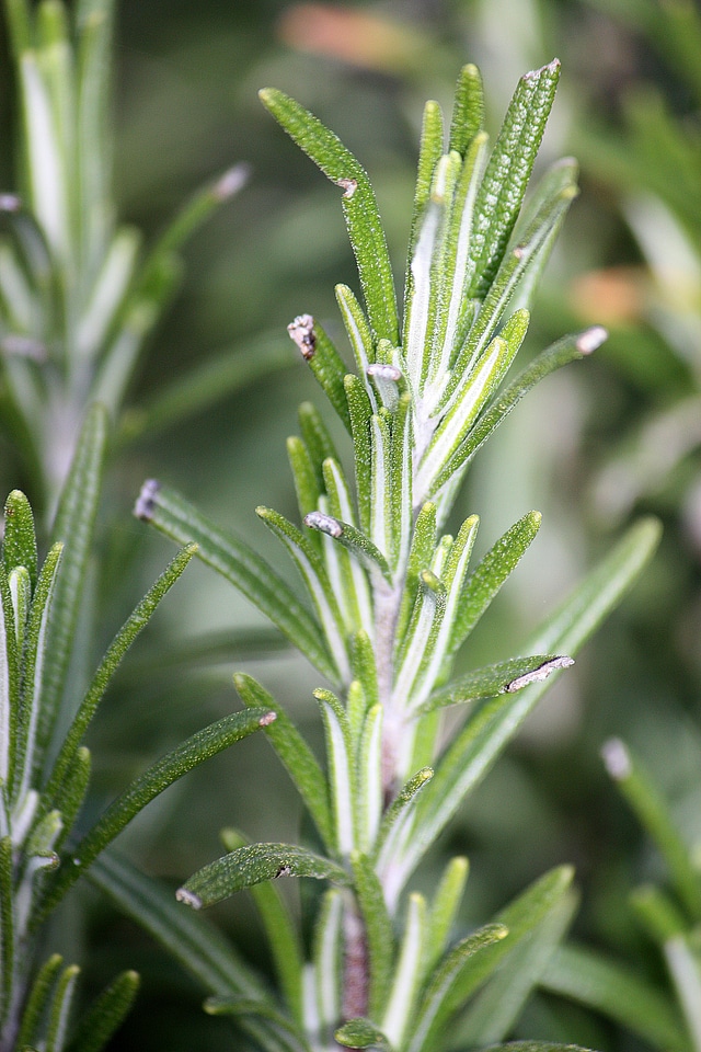 Culinary herb cooking