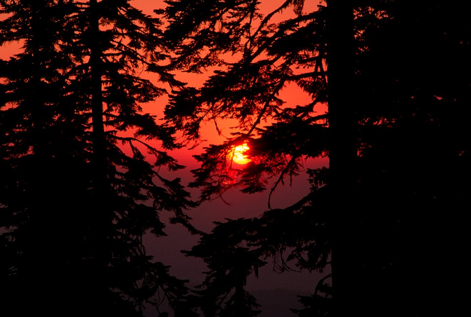 Sunset through Trees, Rogue River-Siskiyou National Forest.jpg