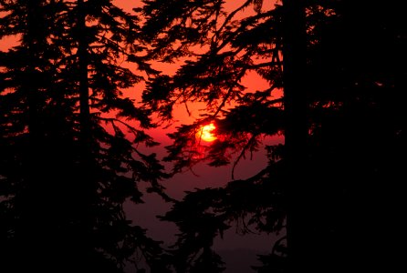 Sunset through Trees, Rogue River-Siskiyou National Forest.jpg