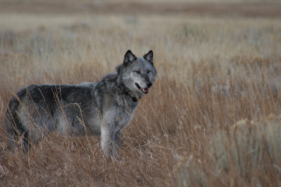 Wildlife mammal predator