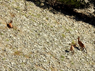 Chamois   : sieste