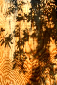 leaf shadows on wood photo