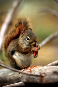 Ground squirrel eating nut.jpg photo