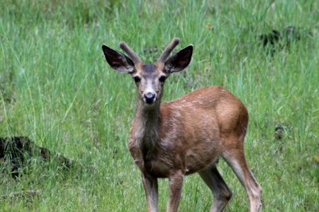 Mule Deer in Field-Ochoco