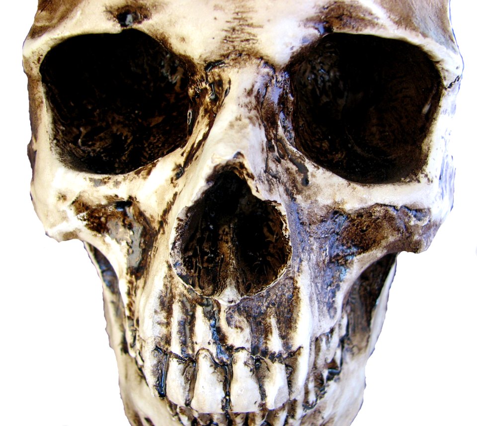 fake skull closeup