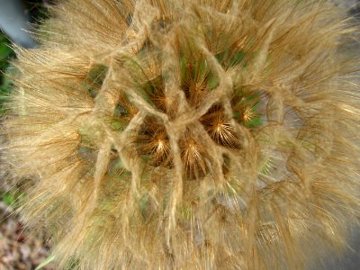 dandelionoid fluff 2