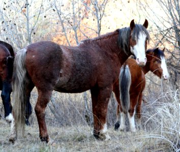 PAIR OF WILD HORSES LOOKOUT MOUNTAIN HERD-OCHOCO
