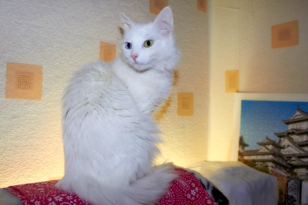 My cat is waiting for Mart. ;-)