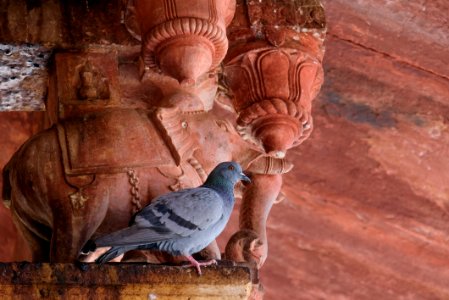 Pigeon on Top of the Columns in Amer Fort, India photo
