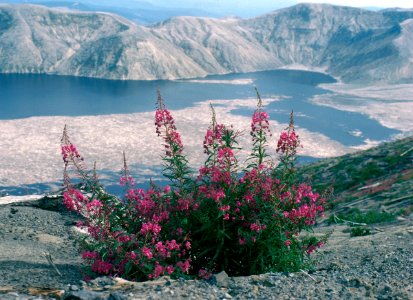 064 MSH84 fireweed on harrys ridge with spirit lake 09-04-84 resize