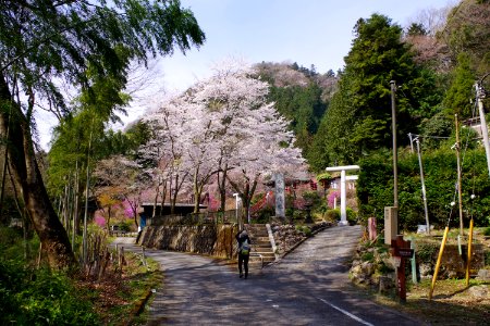 Spring shrine photo