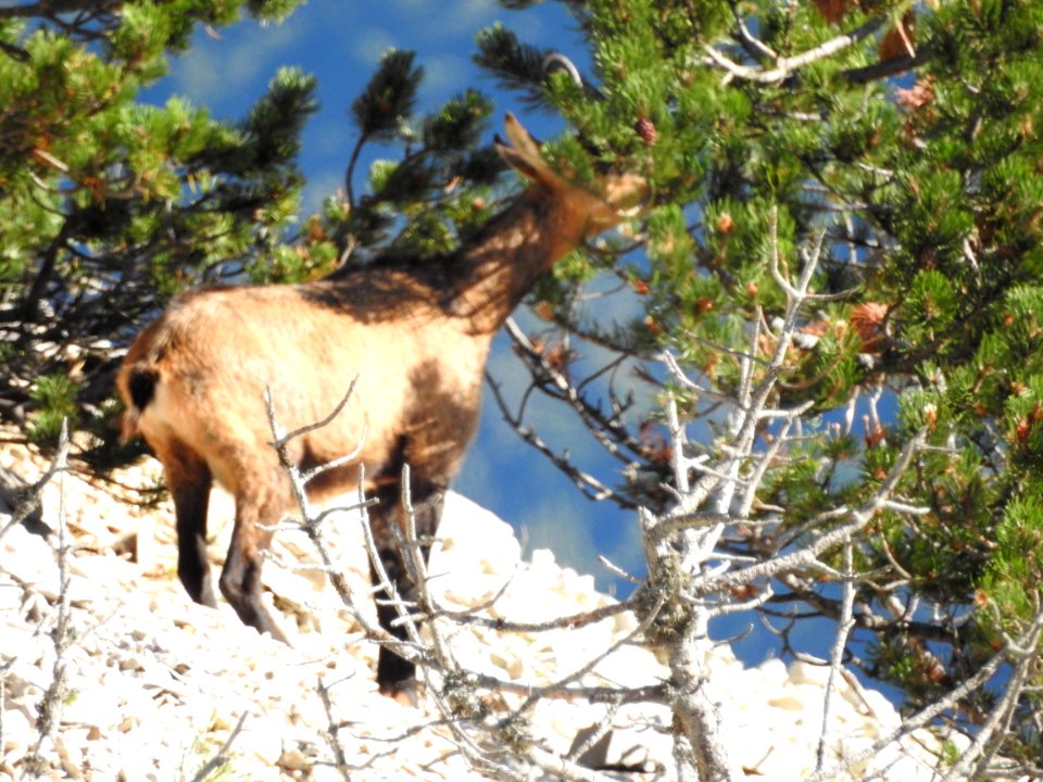 Chamois  mange  des aiguilles de Pin à Crochets