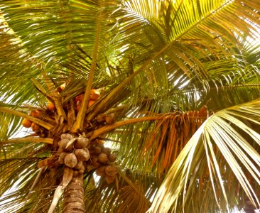 Cocos nucifera 1