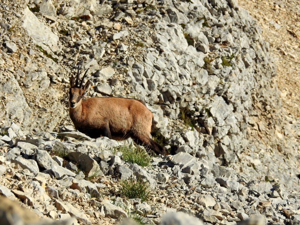 Chamois