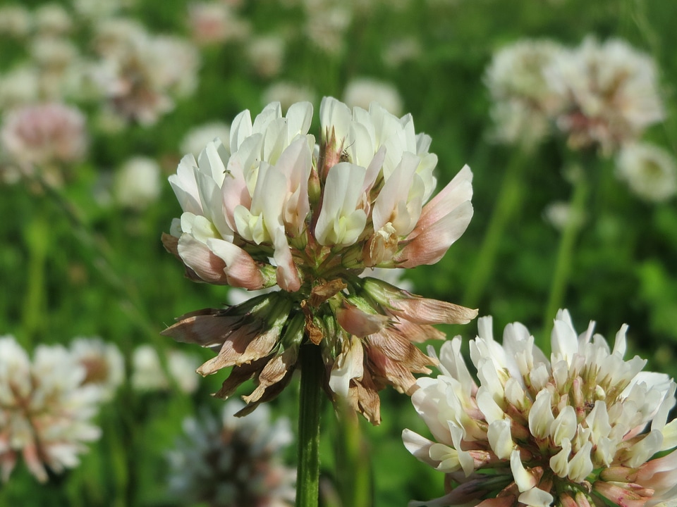 Macro blossom wildflower
