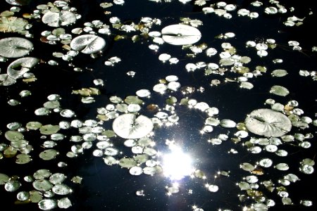water lily pond with sun photo