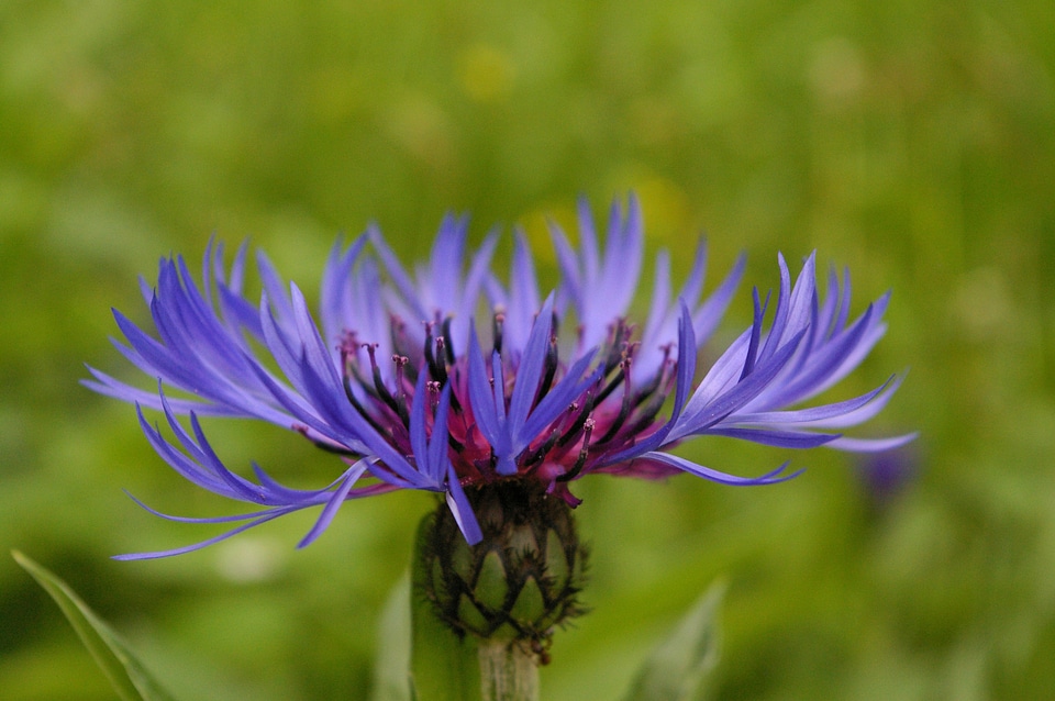 Blue flower nature