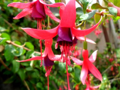 brinco-de-princesa-jardim