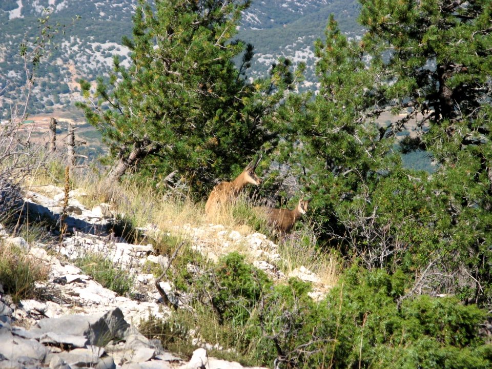 Chamois  Cabri   GR9  Le Contrat  Mont Ventoux nord